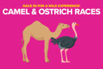 Camel and Ostrich Races
